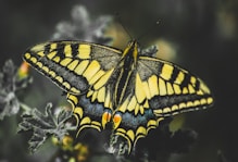 black and yellow butterfly perched on white flower in close up photography during daytime