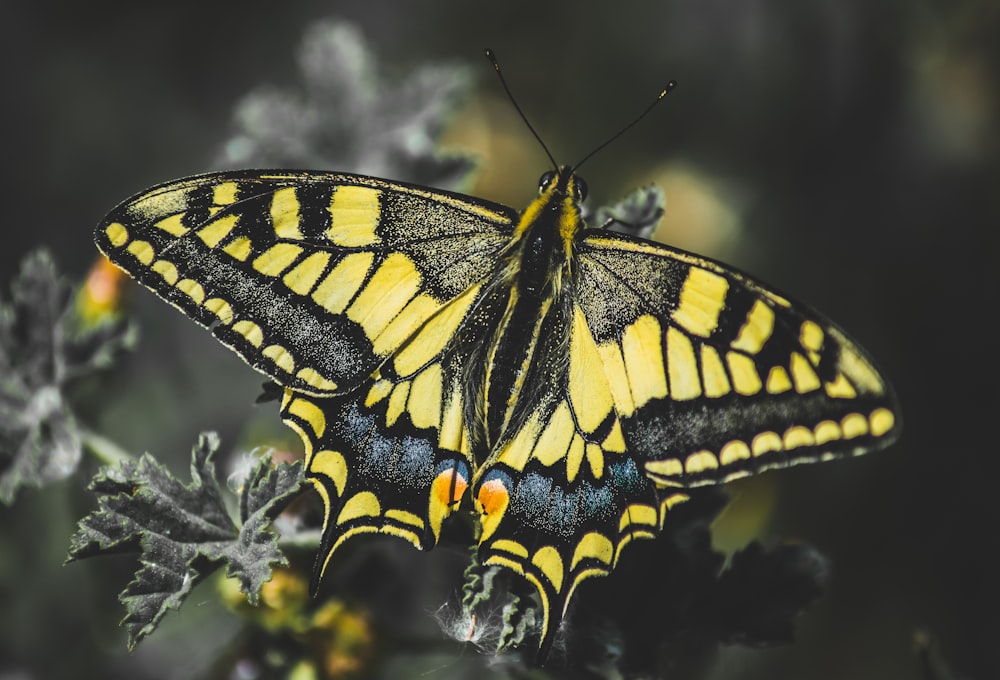 farfalla nera e gialla appollaiata su fiore bianco in primo piano fotografia durante il giorno