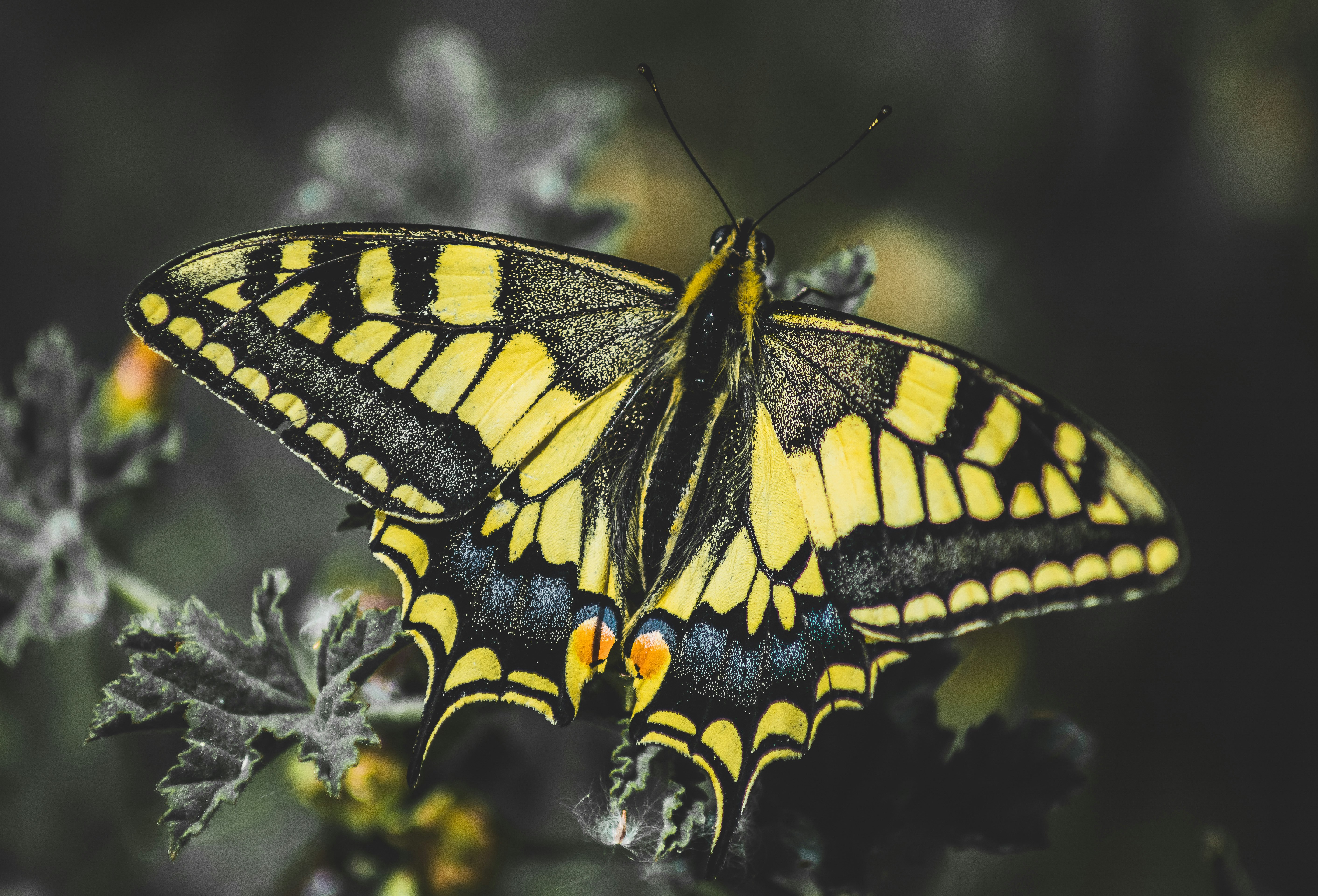 black and yellow butterfly perched on white flower in close up photography during daytime