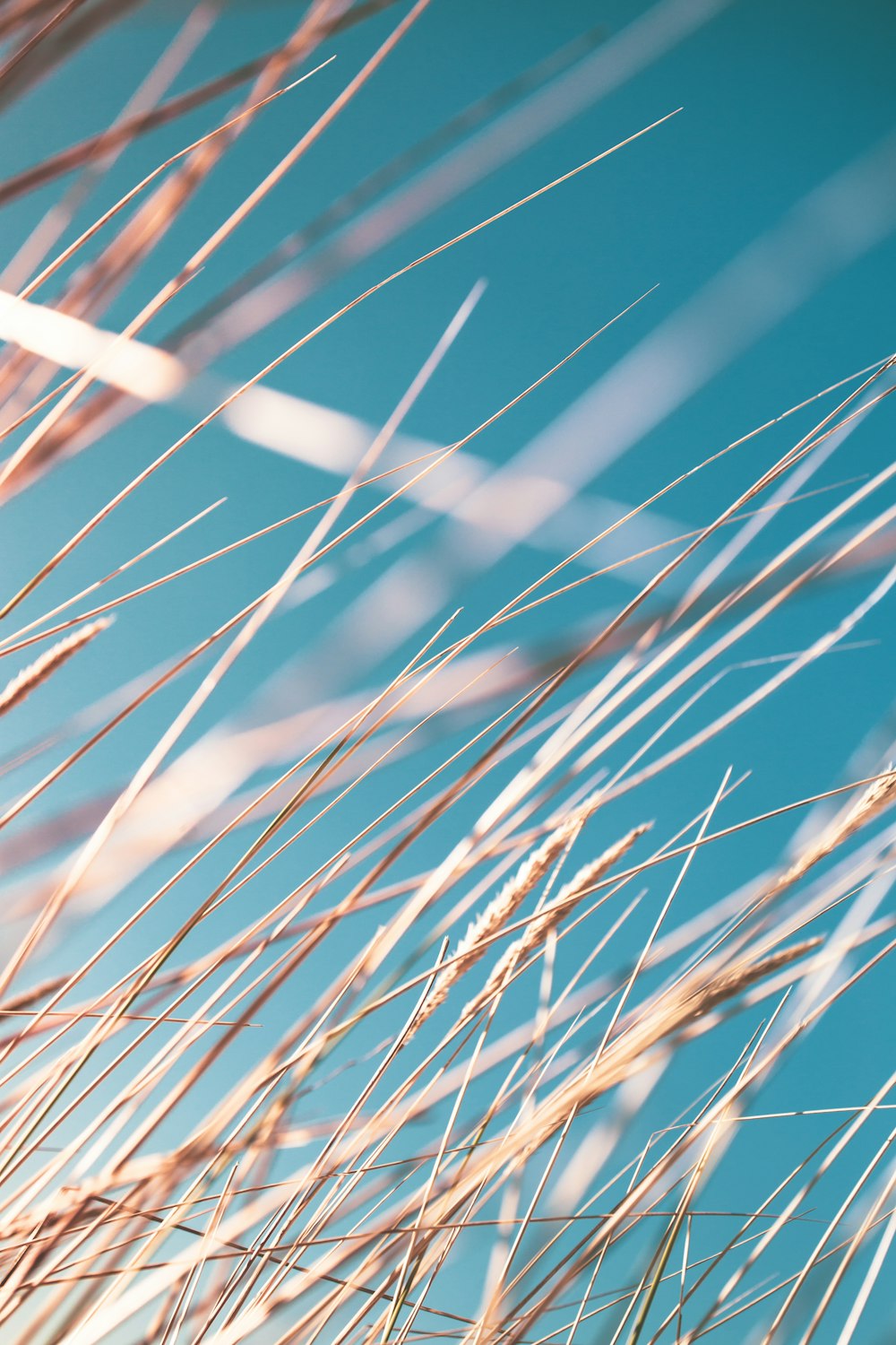 brown wheat in close up photography