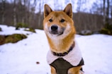 A Shiba Inu dog wearing a cozy winter coat stands in a snow-covered forest. The trees in the background are bare, indicating a cold, wintry atmosphere. The dog appears alert and curious, with a cute expression.