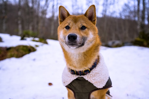 A Shiba Inu dog wearing a cozy winter coat stands in a snow-covered forest. The trees in the background are bare, indicating a cold, wintry atmosphere. The dog appears alert and curious, with a cute expression.