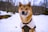 A Shiba Inu dog wearing a cozy winter coat stands in a snow-covered forest. The trees in the background are bare, indicating a cold, wintry atmosphere. The dog appears alert and curious, with a cute expression.