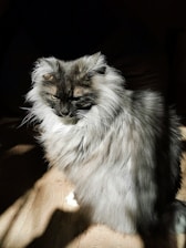 A regal British Longhair with a thick, silver-gray coat lounging gracefully on a sunlit windowsill.