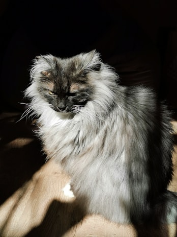 A regal British Longhair with a thick, silver-gray coat lounging gracefully on a sunlit windowsill.