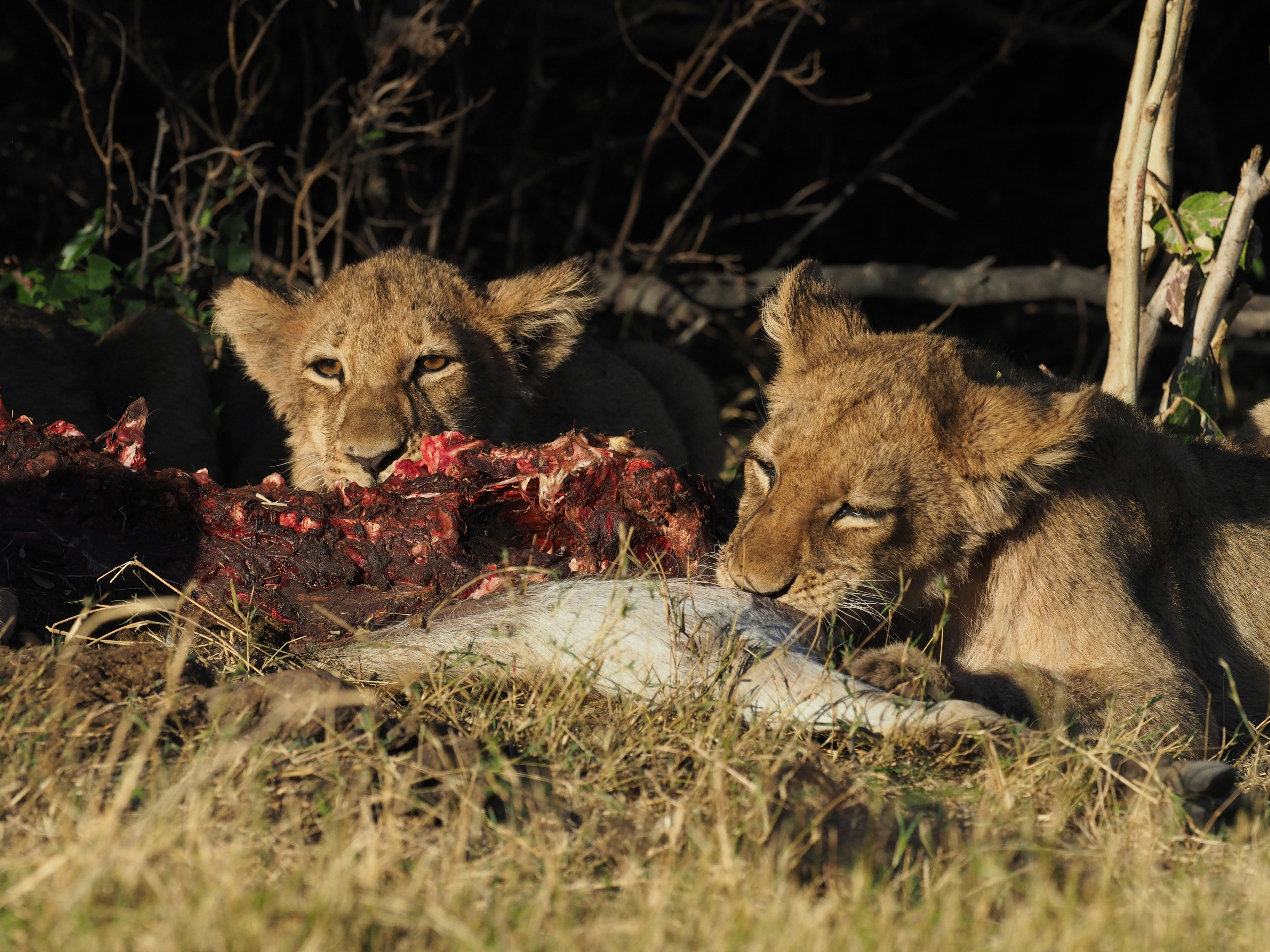 brown lion lying on brown grass during daytime