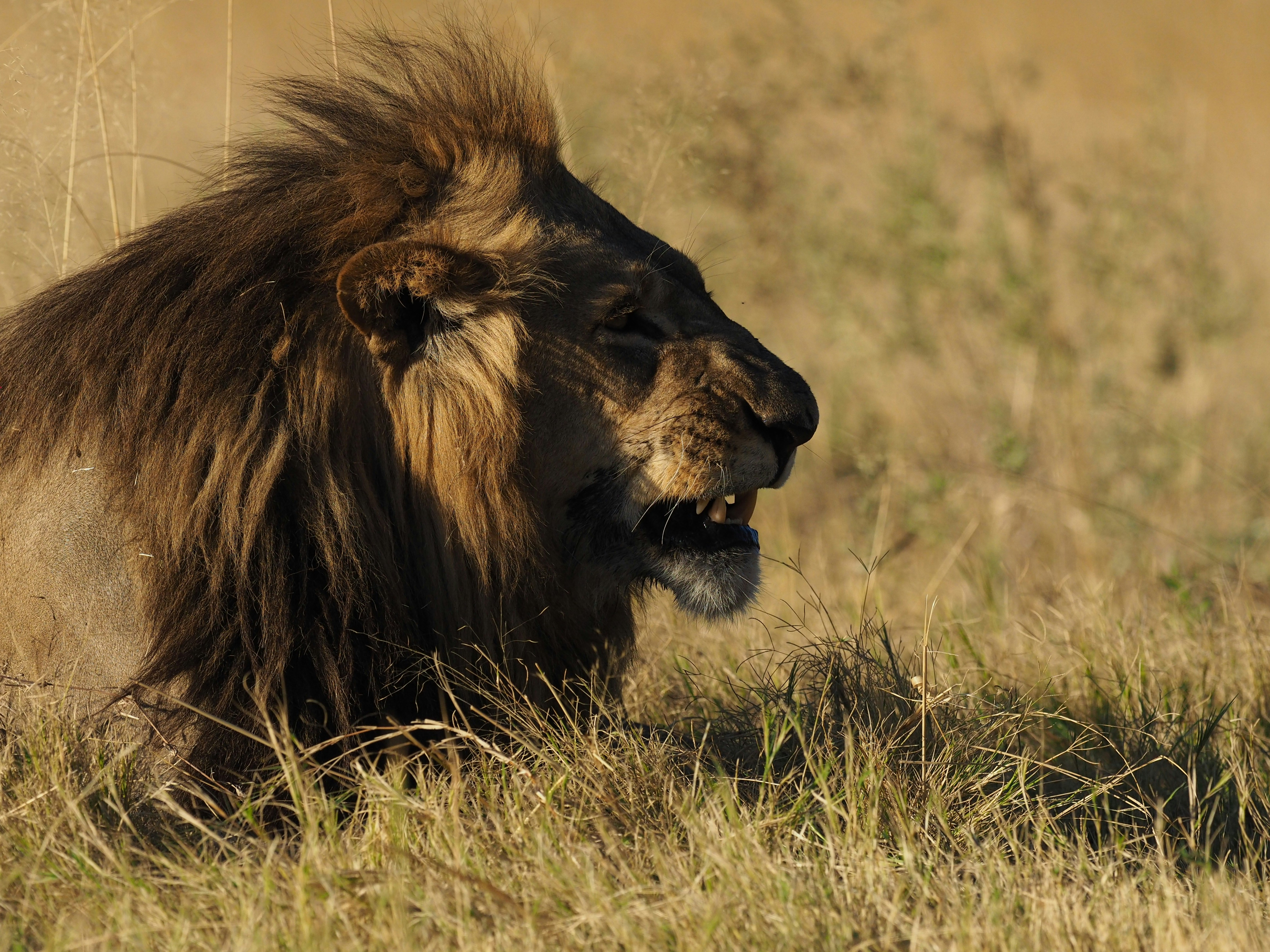 lion lying on green grass during daytime