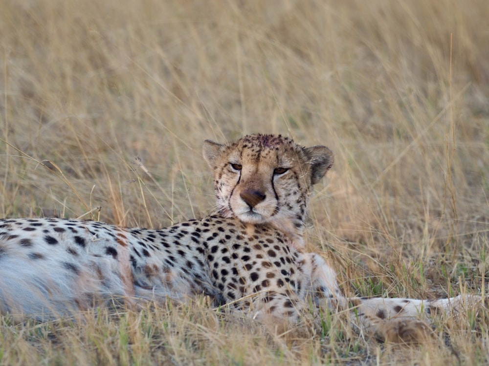 cheetah lying on brown grass field during daytime
