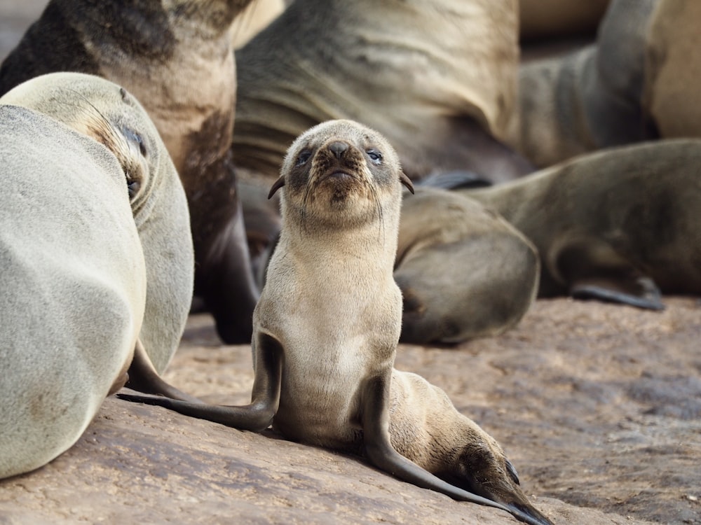 group of sea lion on brown sand during daytime