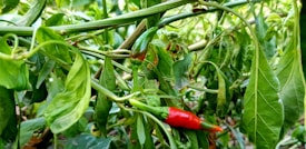 A close-up view of a plant with vibrant green leaves surrounding several peppers, including a ripe red chili and several smaller green ones. The plant appears lush and healthy, with intertwining stems and leaves.
