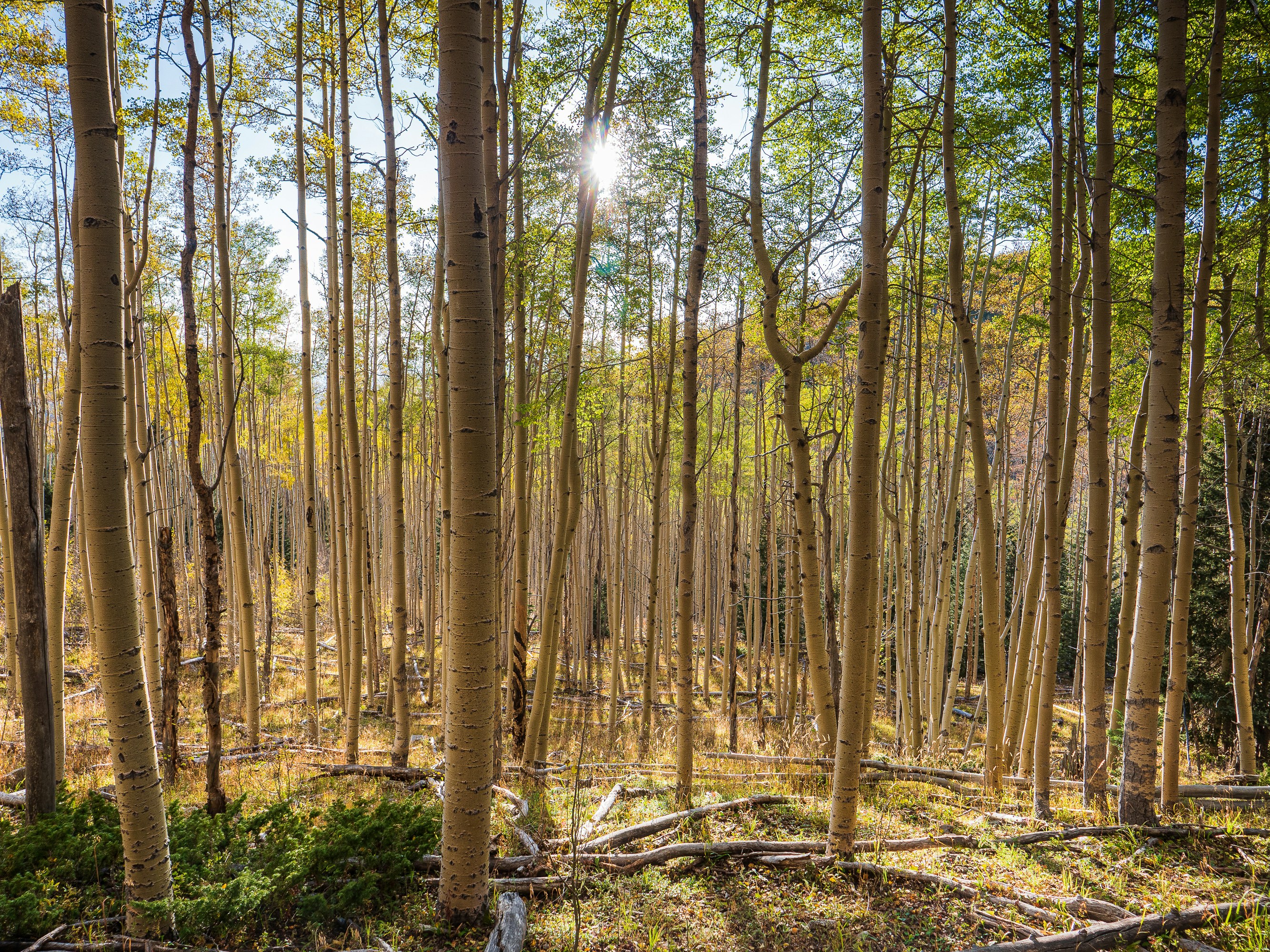 The Best Metaphors Are Epiphanies