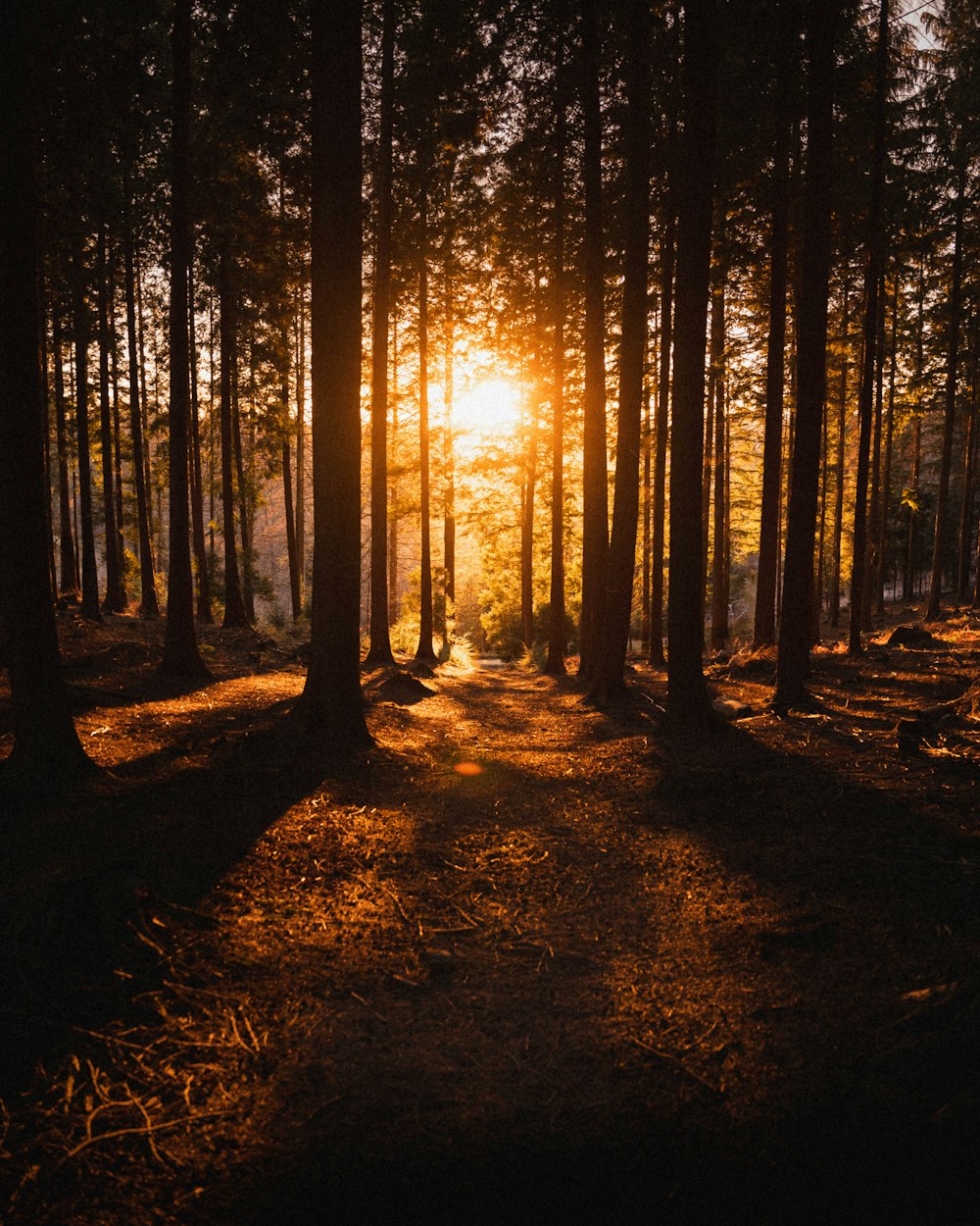 arbres bruns sur un champ brun pendant la journée