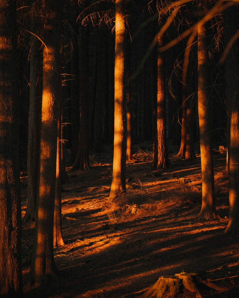 árvores marrons na floresta
