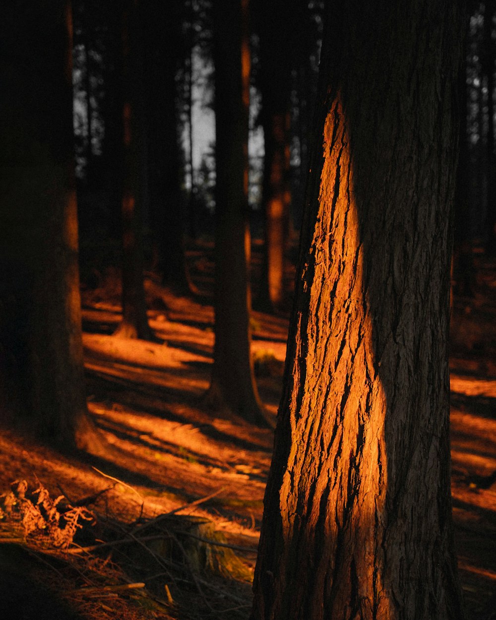 brown tree trunk during daytime