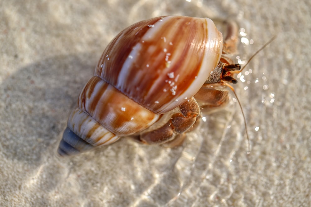 brown and white snail on white sand