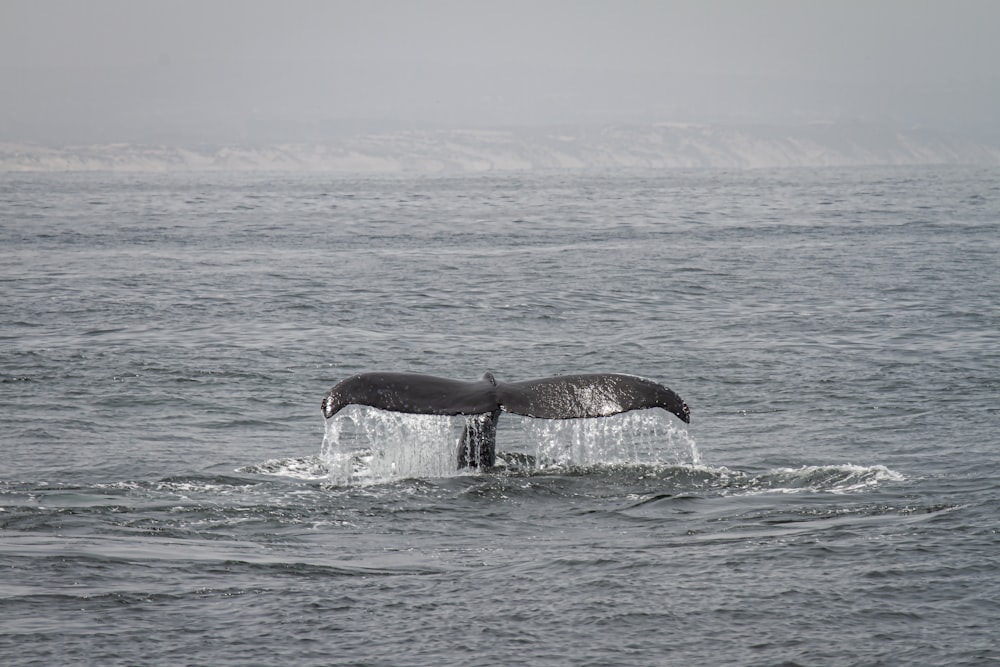 Baleine brune et blanche sur un plan d’eau pendant la journée