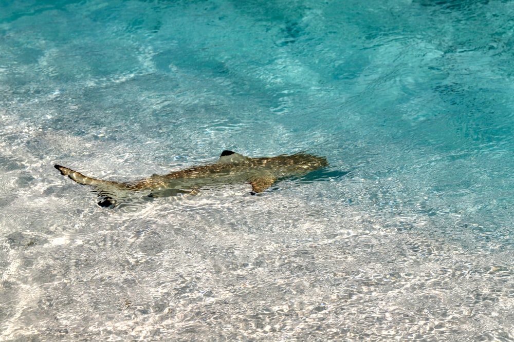 brown and white fish on water