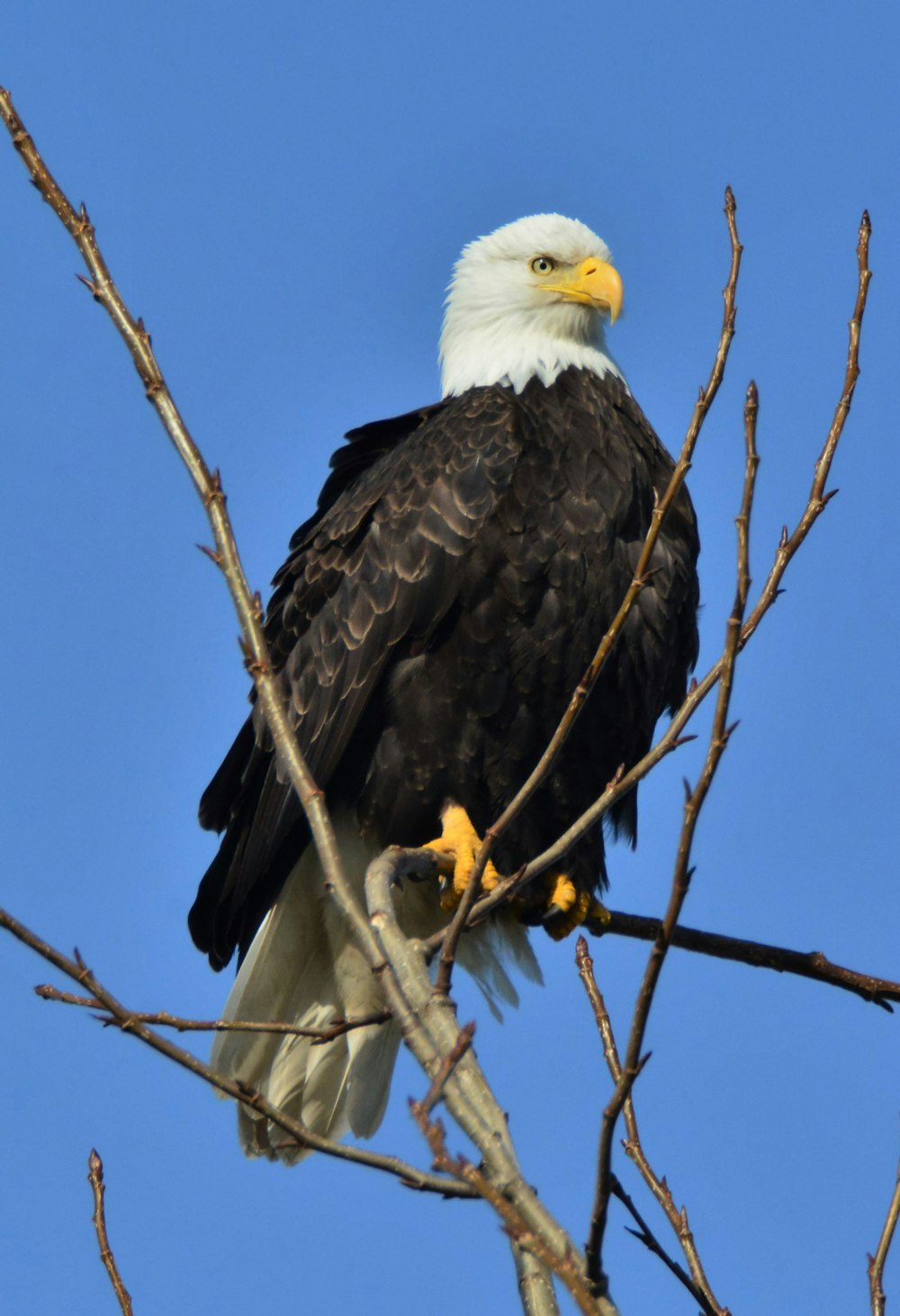 bald eagle on brown tree branch during daytime