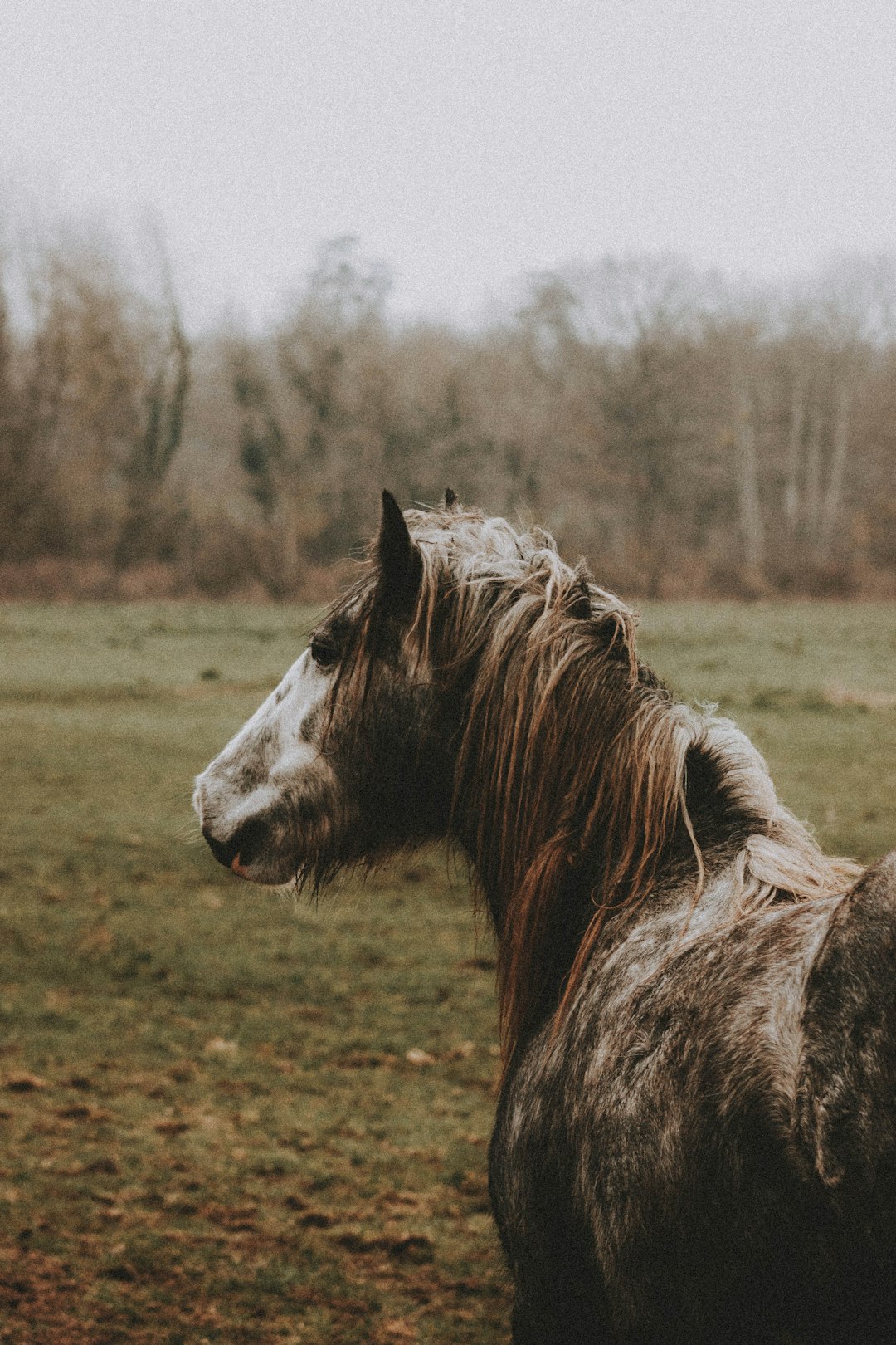 brown and white horse on green grass field during daytime