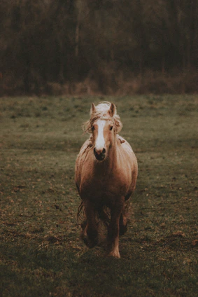 brown and white horse on green grass field during daytime