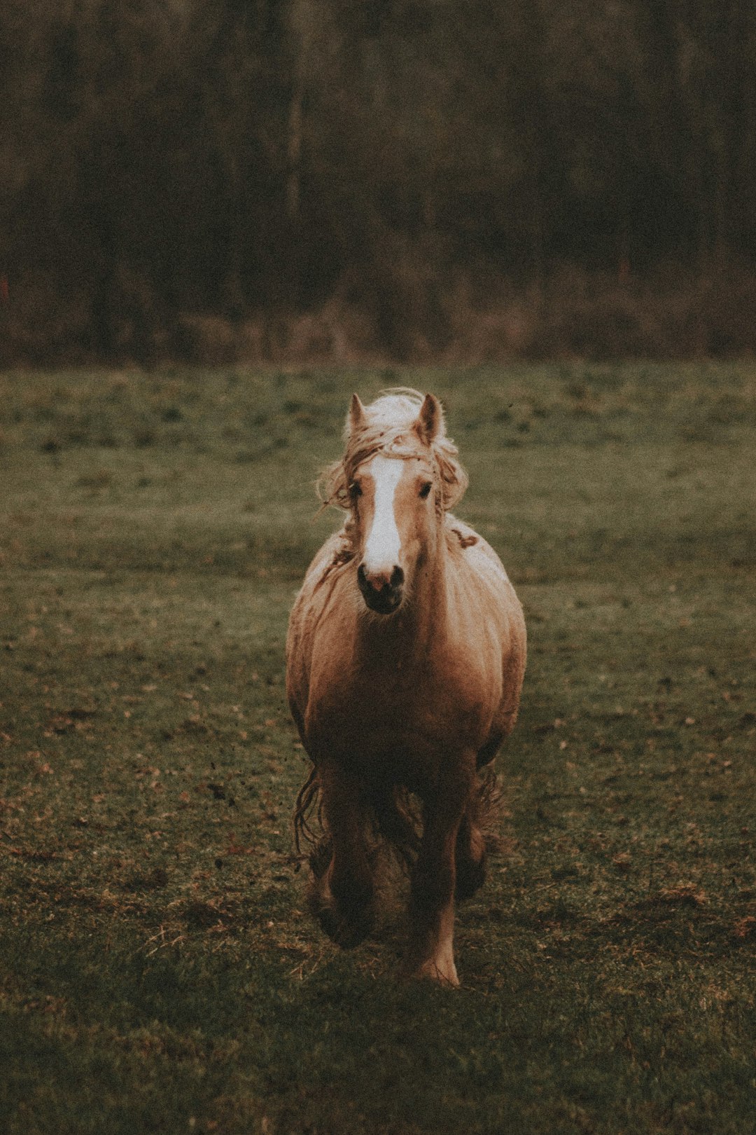 brown and white horse on green grass field during daytime