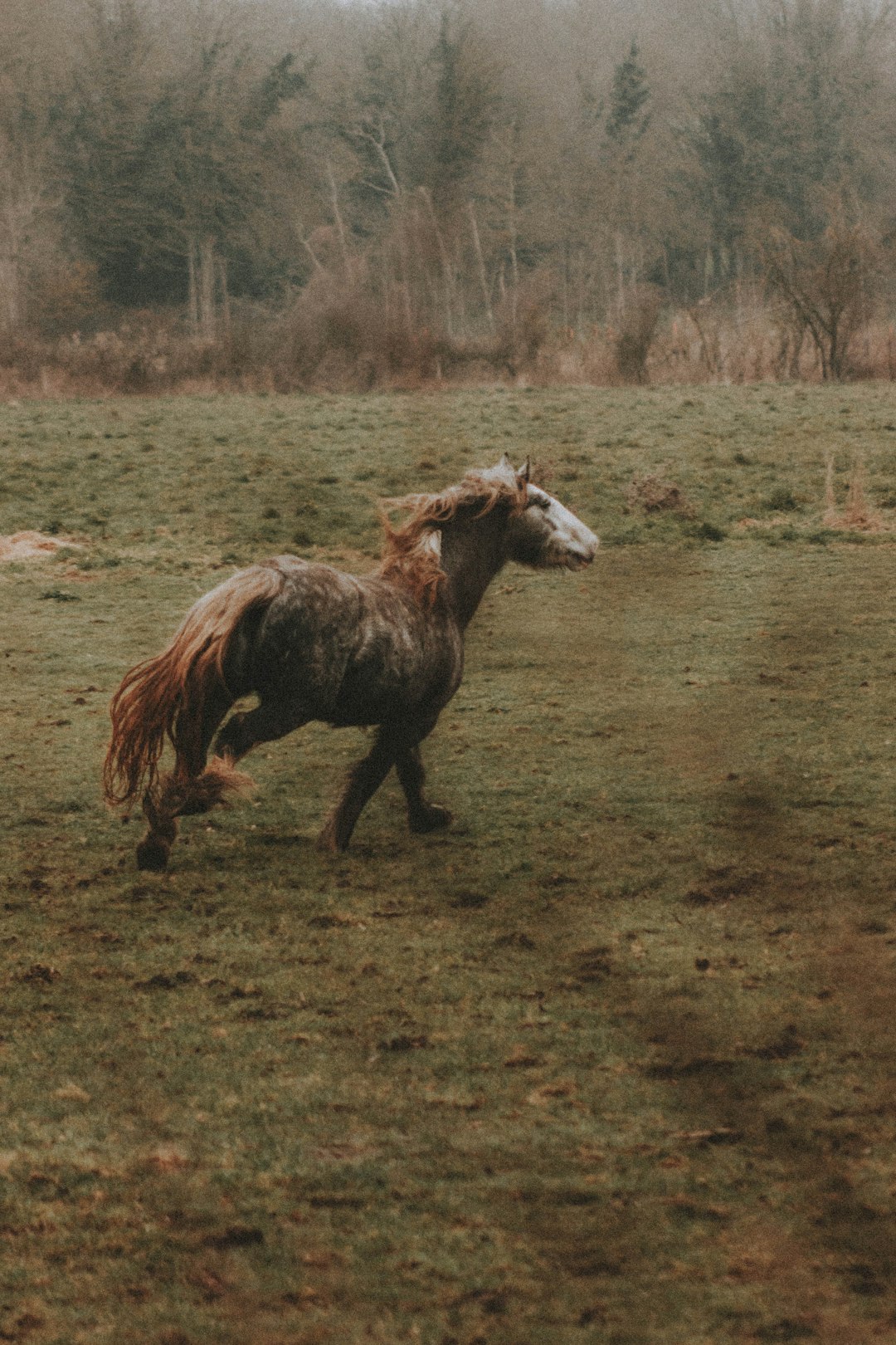 brown and white horse on green grass field during daytime