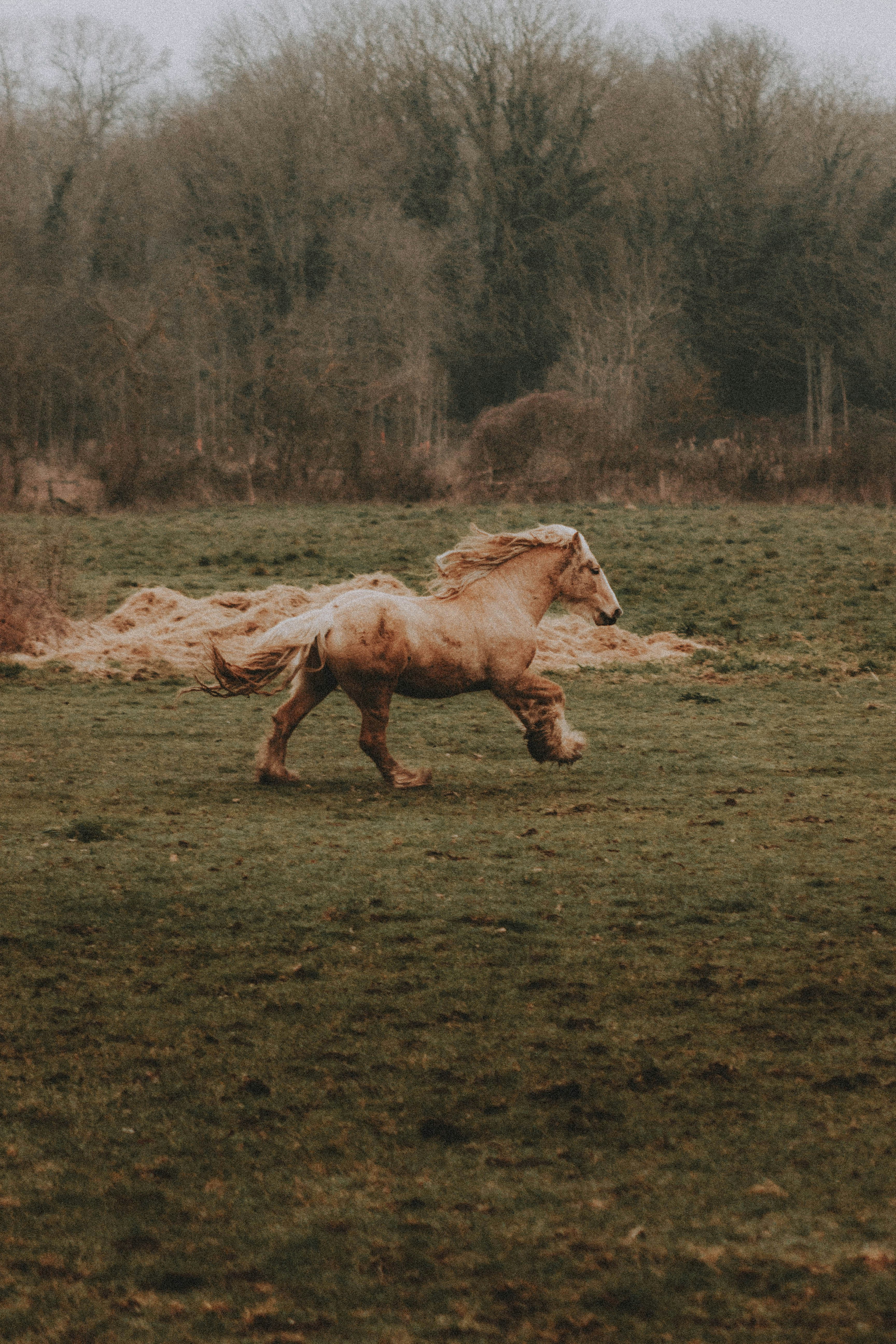 brown horse on green grass field during daytime