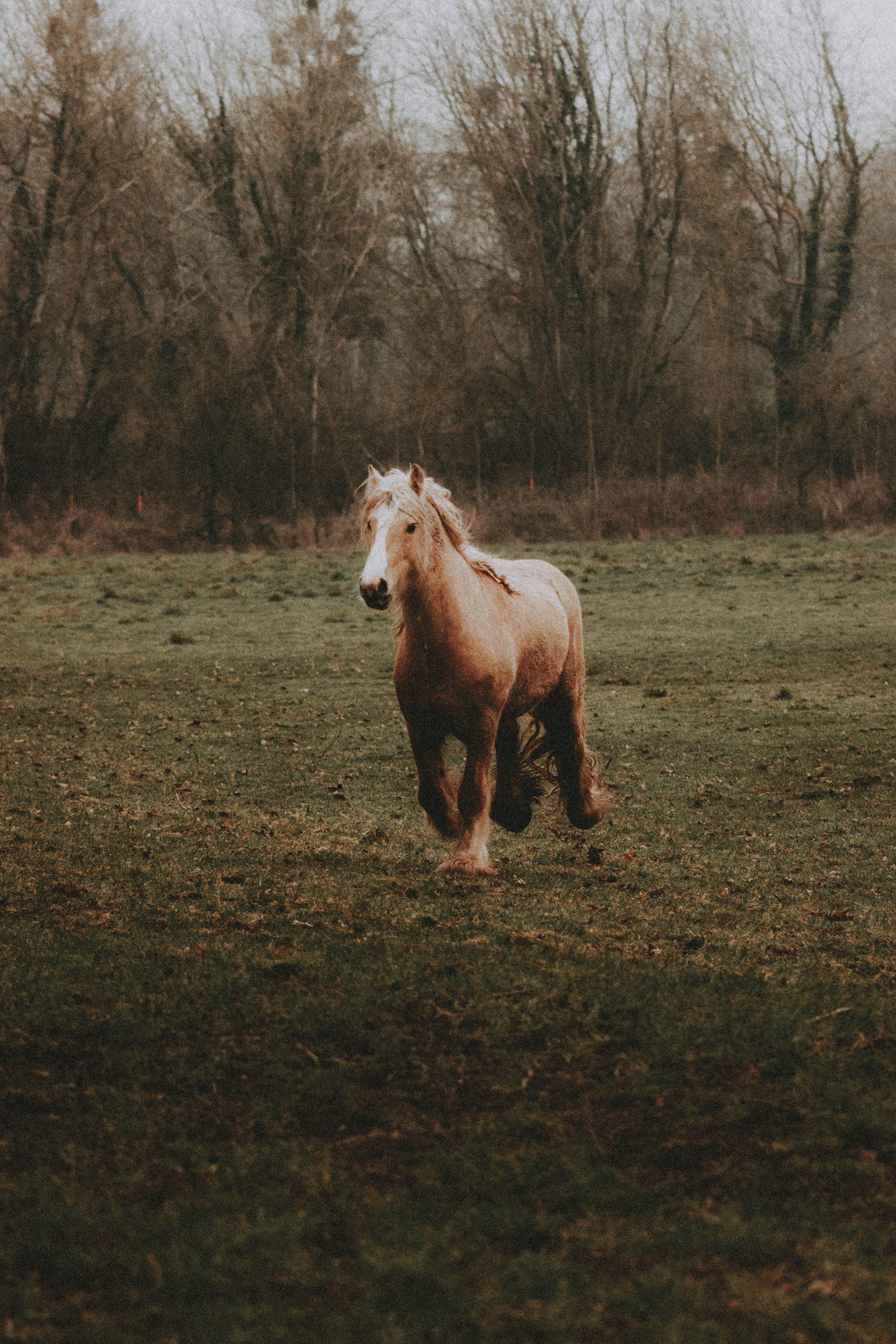 brown horse on green grass field during daytime