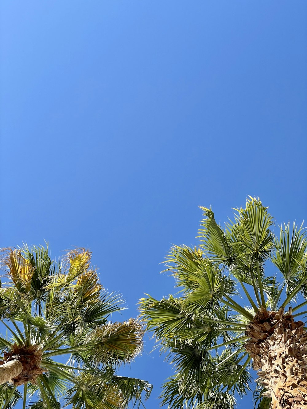 Palmier vert sous ciel bleu pendant la journée