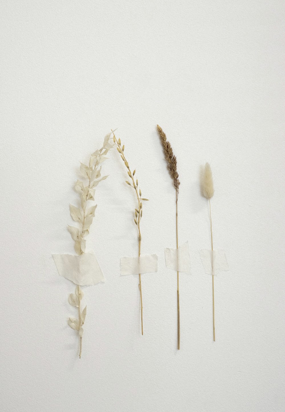 weißer und brauner Weizen auf weißer Oberfläche