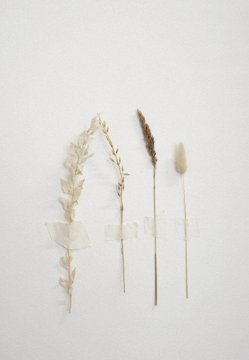 Pressed dried grasses on paper