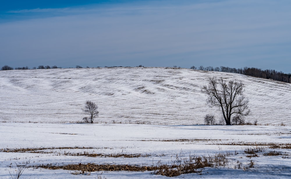 bare trees on snow covered ground under blue sky during daytime