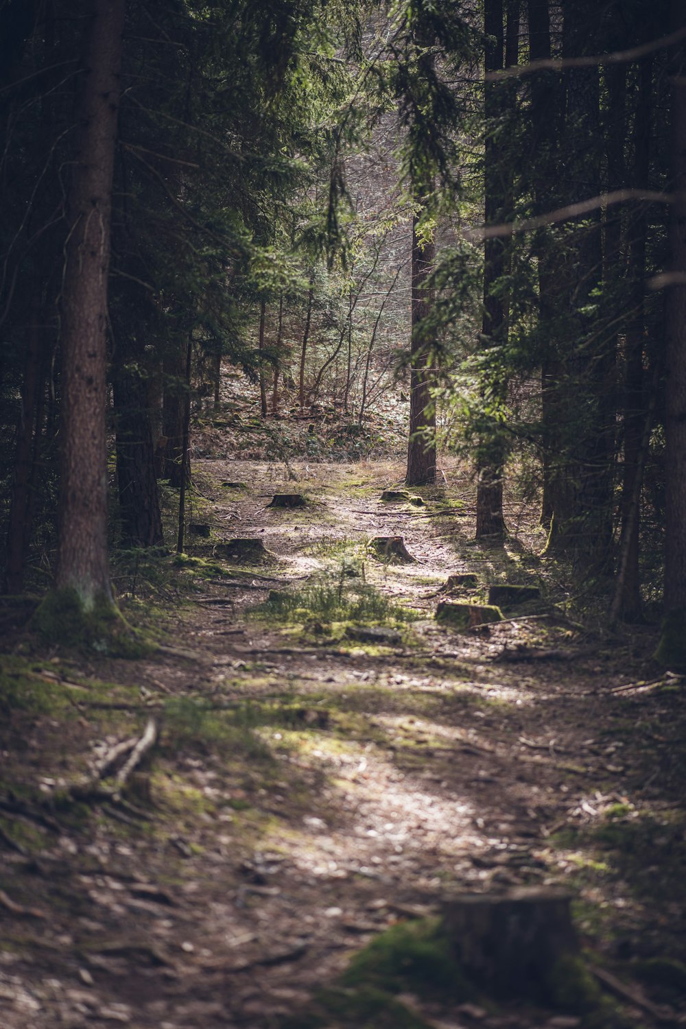 green trees on forest during daytime