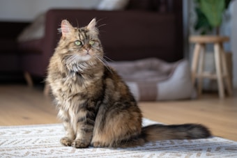 A fluffy, long-haired cat sitting on a patterned rug in a cozy, well-lit room. The background features a blurry view of a brown sofa and a wooden stool with a plant.