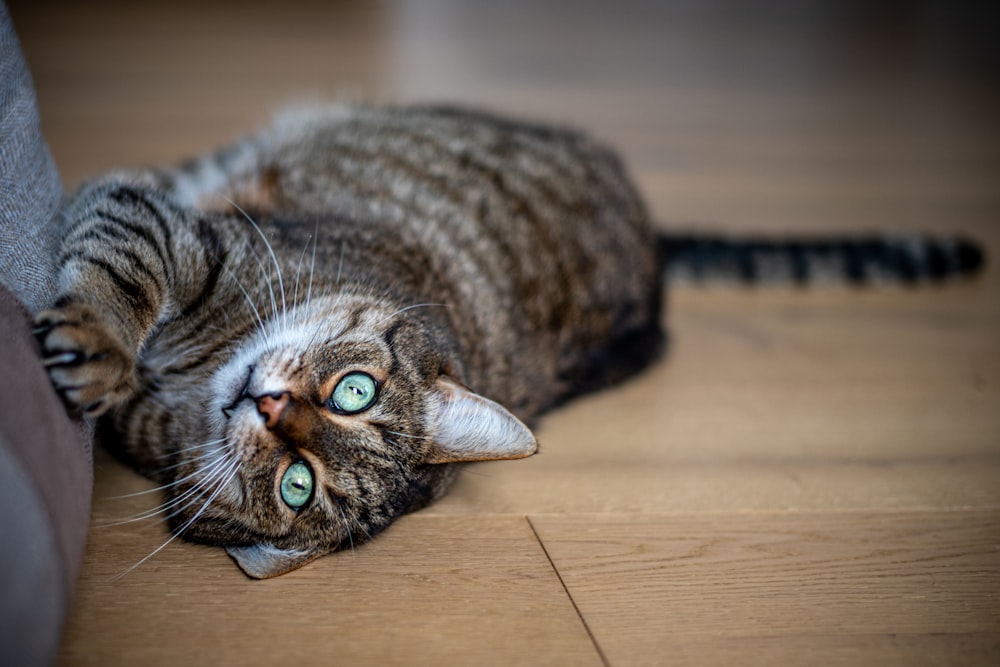 brown tabby cat lying on brown wooden floor