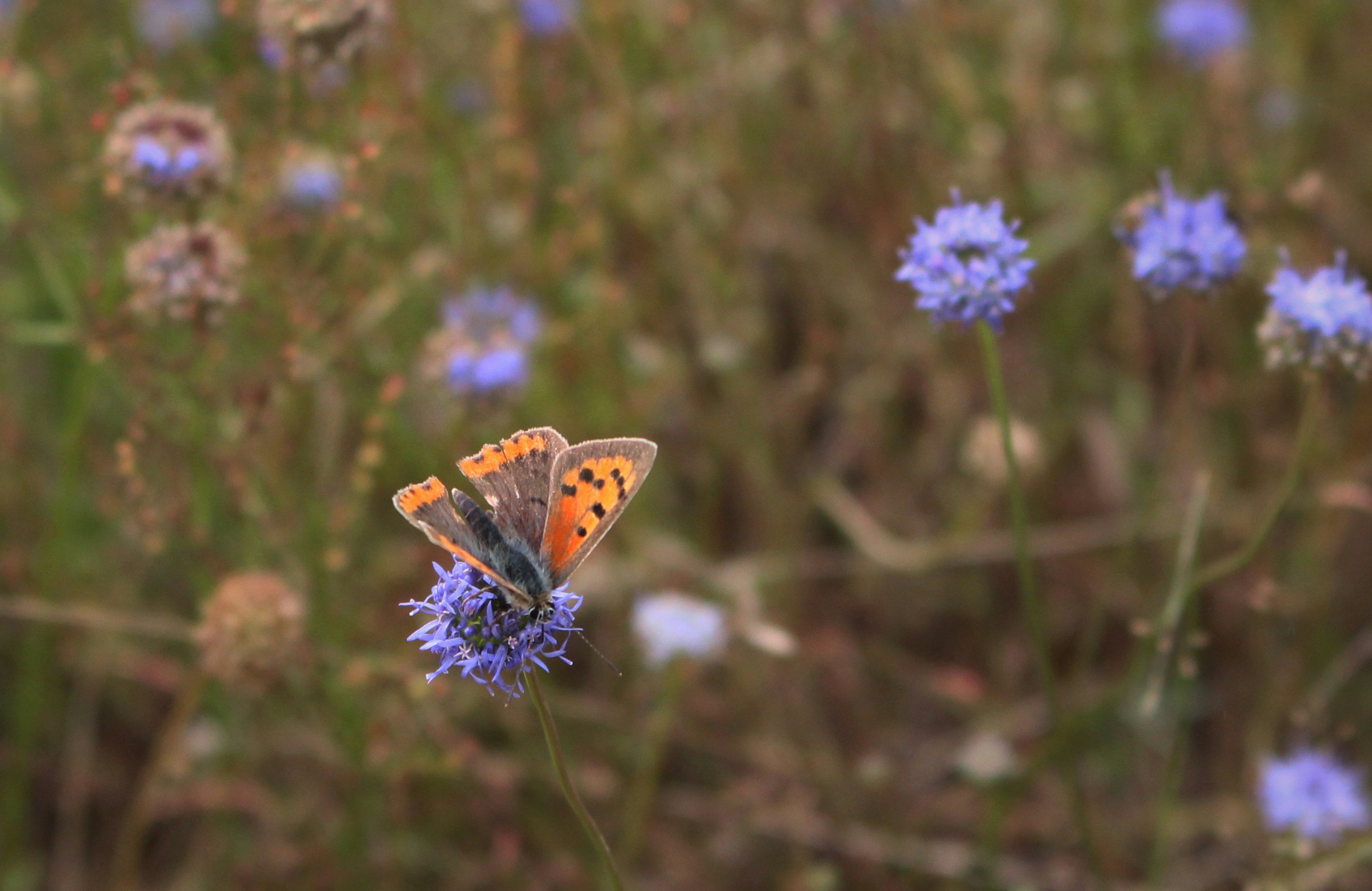 orange black and white butterfly perched on purple flower in close up photography during daytime