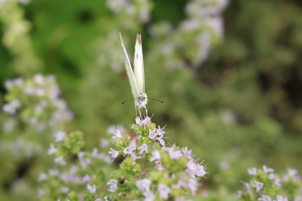 white butterfly perched on purple flower in close up photography during daytime