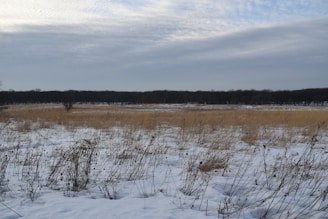 A wide open prairie field with rustic wooden vendor sheds under a soft winter sky.