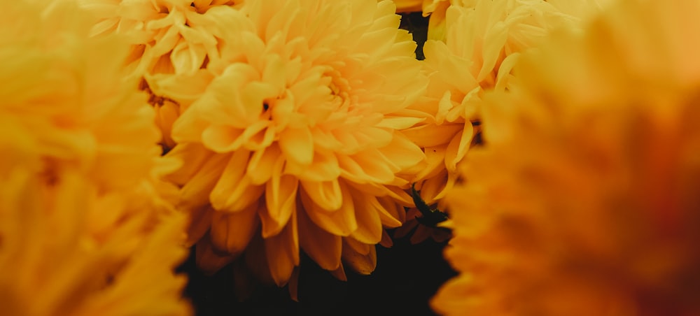 yellow flower in black background