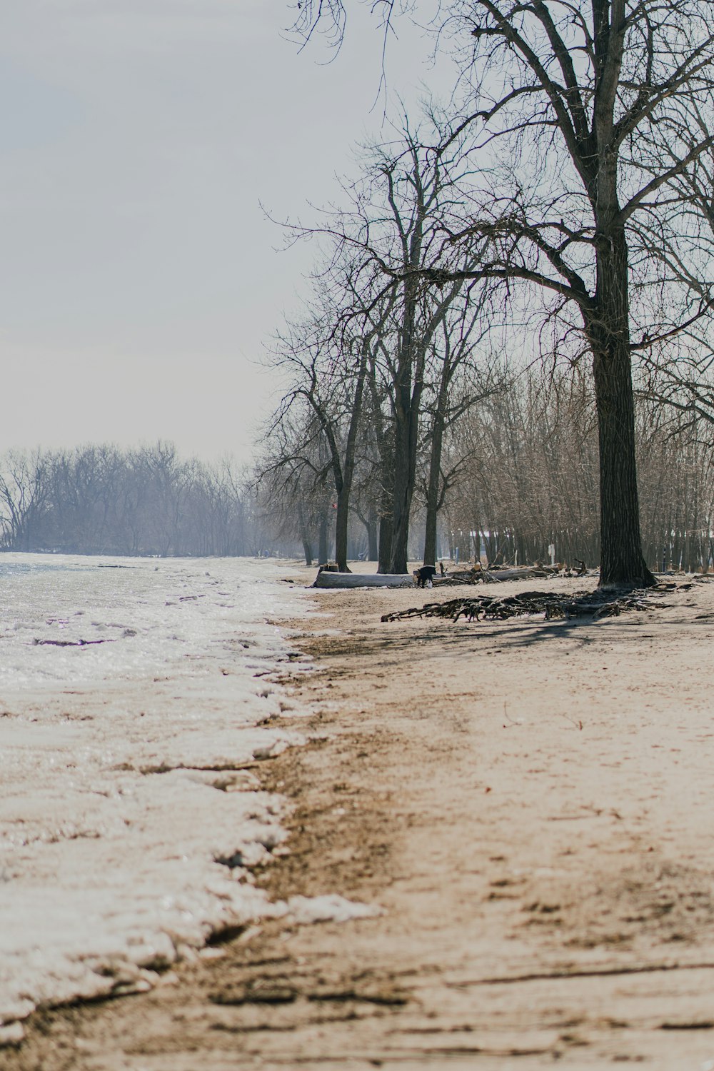 bare trees on snow covered ground during daytime