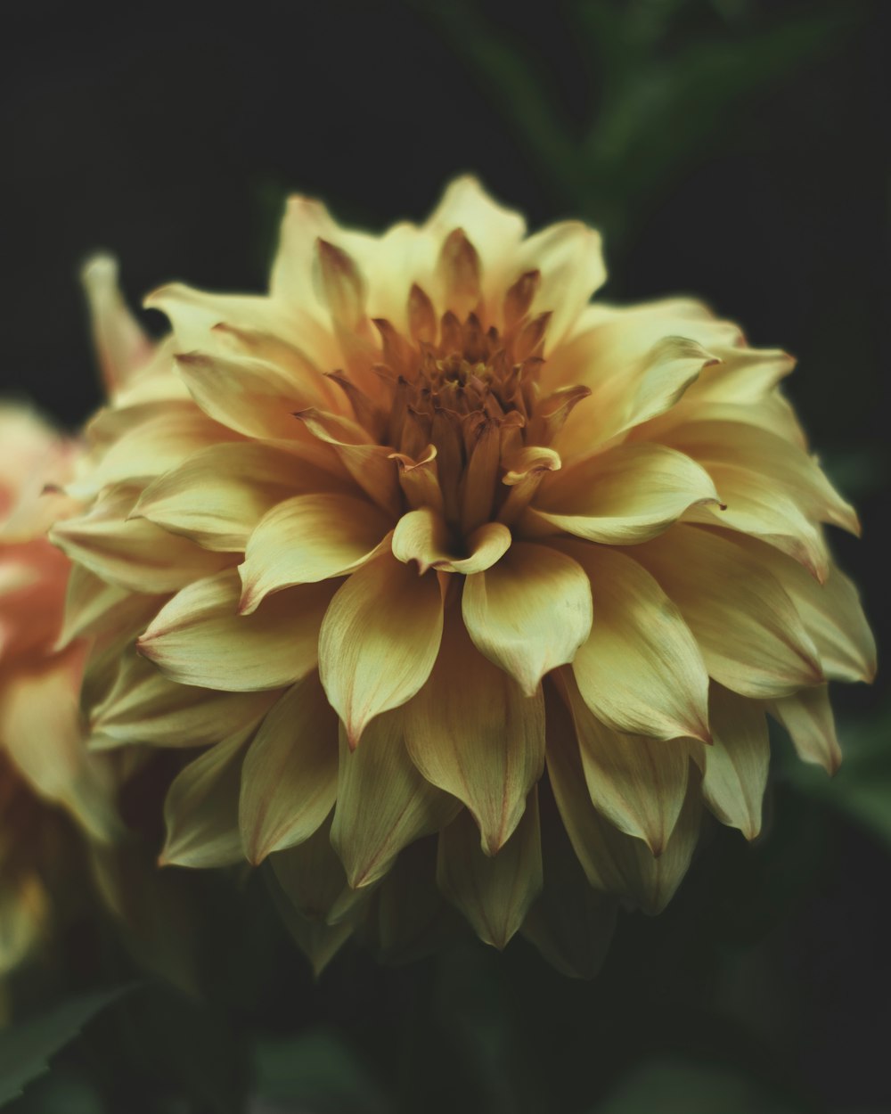 yellow and red flower in tilt shift lens