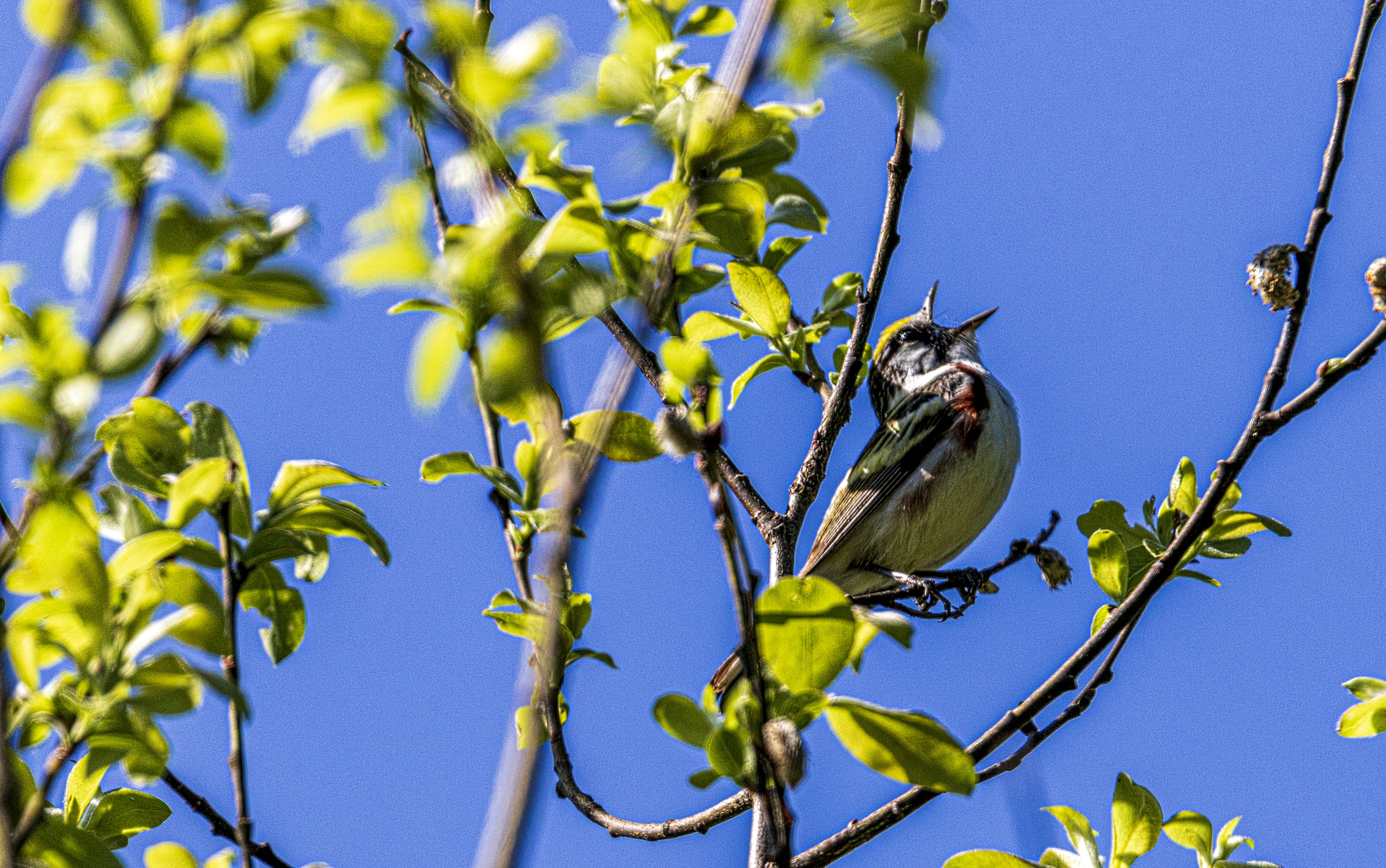 Photo by camerauthor