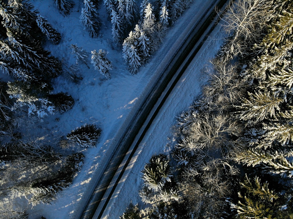 snow covered trees during daytime