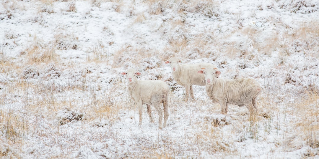 herd of sheep on brown grass field during daytime