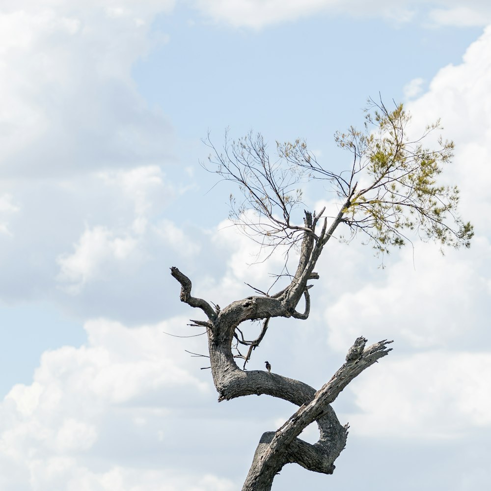 uccello nero sul ramo marrone dell'albero durante il giorno