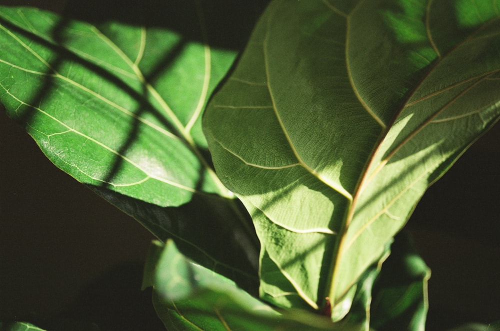 green leaf in black background