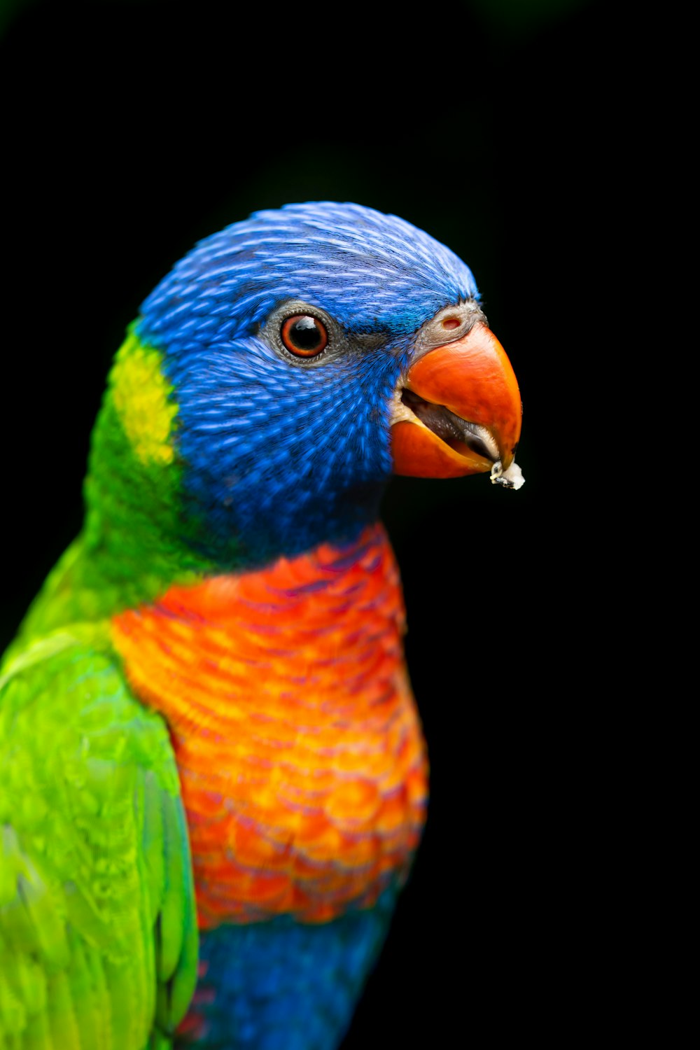oiseau bleu, vert et orange