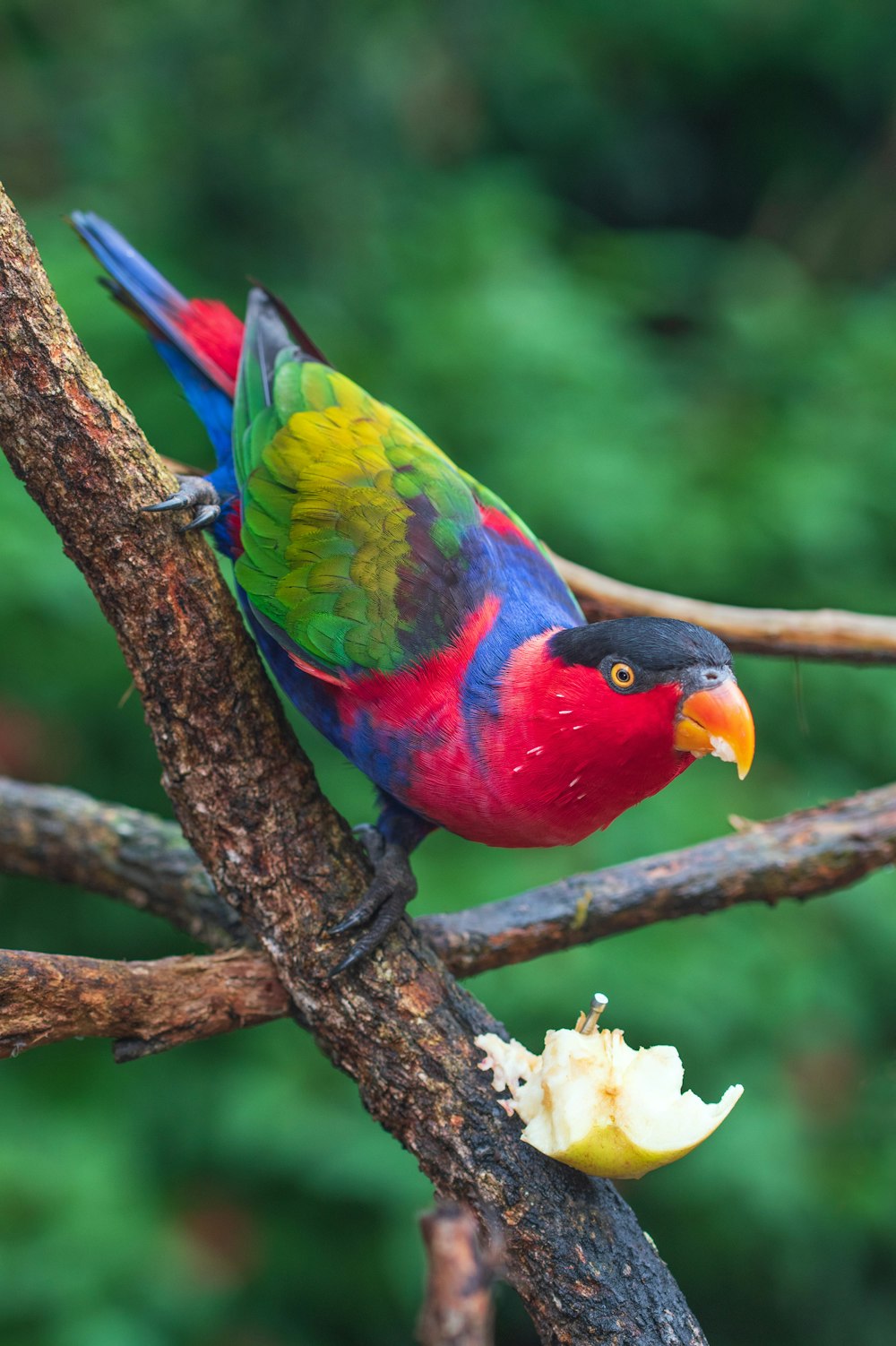 茶色の木の枝に赤、黄、青の鳥