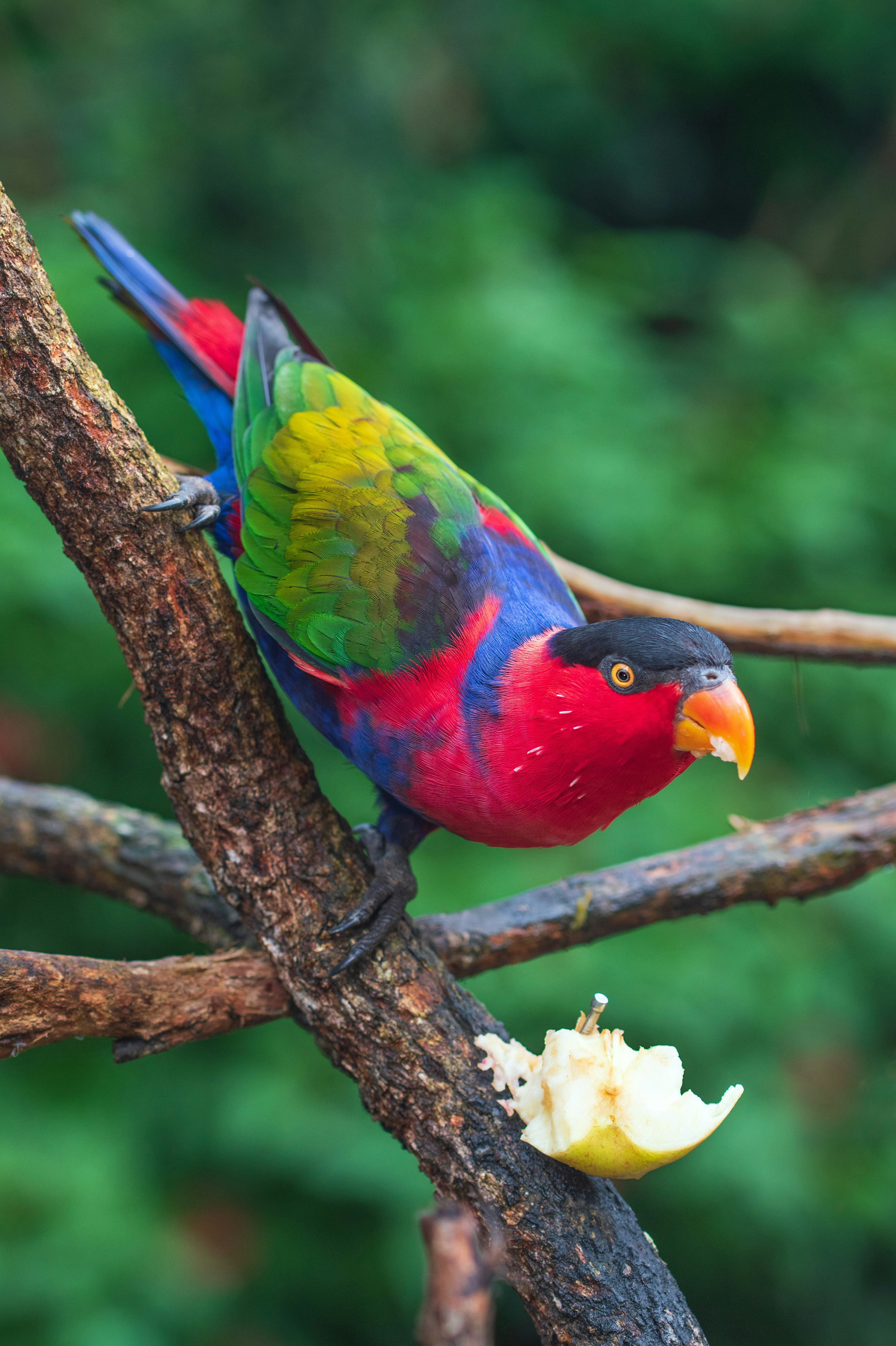 red yellow and blue bird on brown tree branch