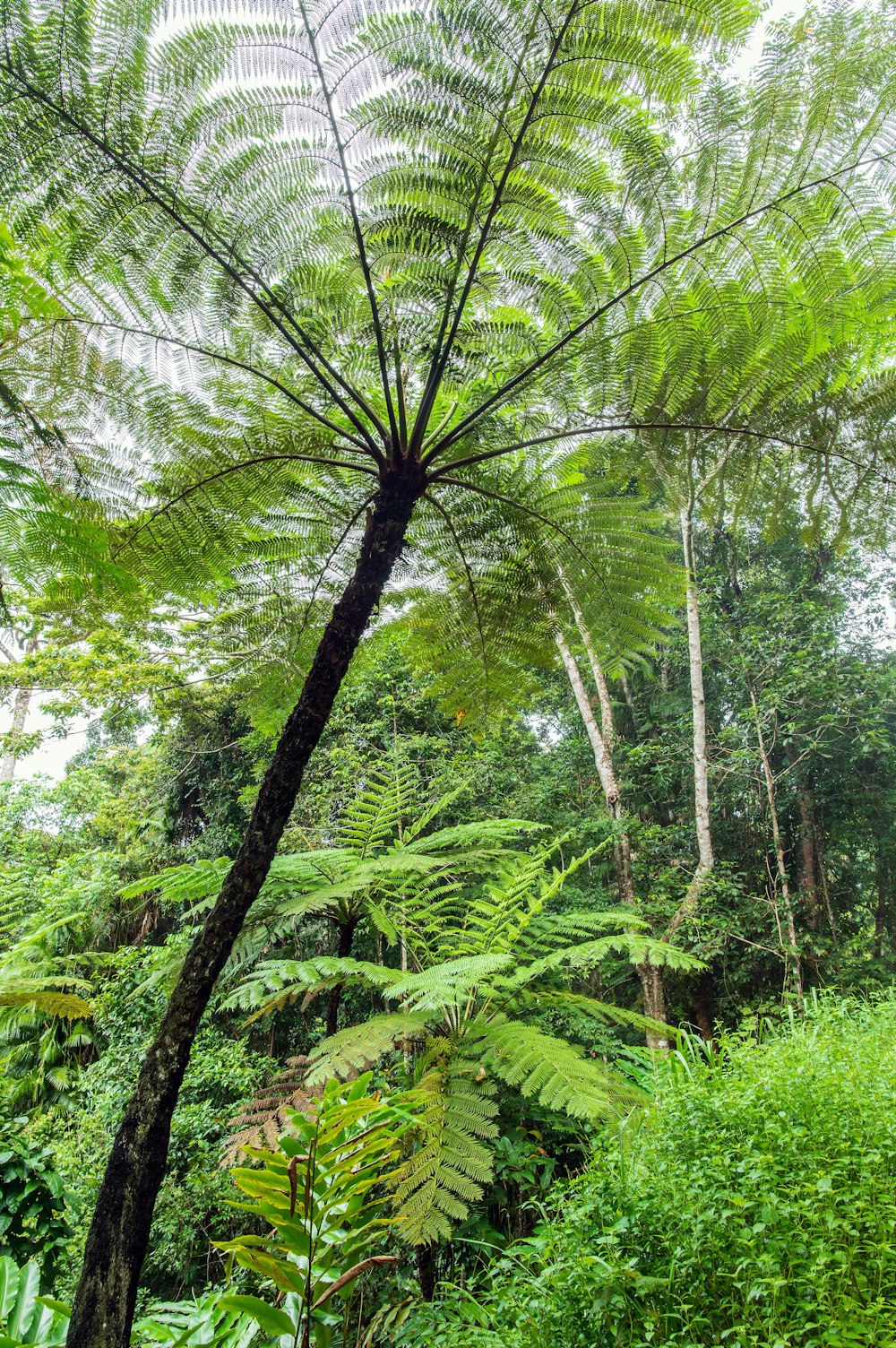 green trees under white sky during daytime